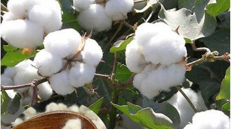 Threat of climate change on cotton producing countries