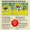 gm mustard