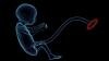 foetus