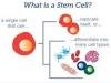stem cell and india