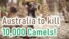 australia kill 10k camels the core ias